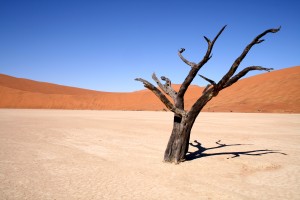 desert_sand_dead_tree_in_desert